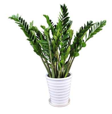 金钱树 Zamioculcas Zamiifolia - Live Plant in  6" to 1 gallon container. Also available in 5 gallon