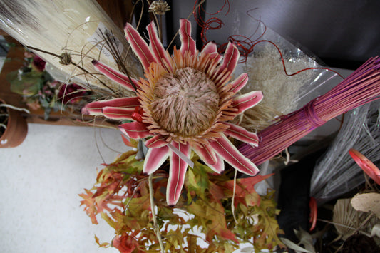 Silk king protea, $15 per stem