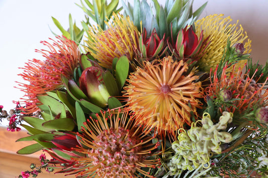 Pincushion Protea - Live Plant in  6" to 1 gallon container. Also available in 5 gallon