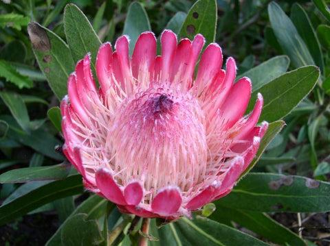 Pink Ice Protea - Live Plant in  6" to 1 gallon container. Also available in 5 gallon