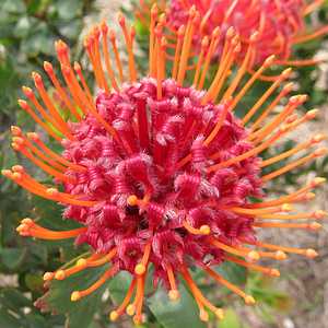 Scarlet Ribbon Protea - Live Plant in  6" to 1 gallon container. Also available in 5 gallon
