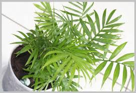 Bamboo Palm (Chamaedorea sefritzii) - 6" to 1 gallon pot container live plant. Also available in 5 gallon