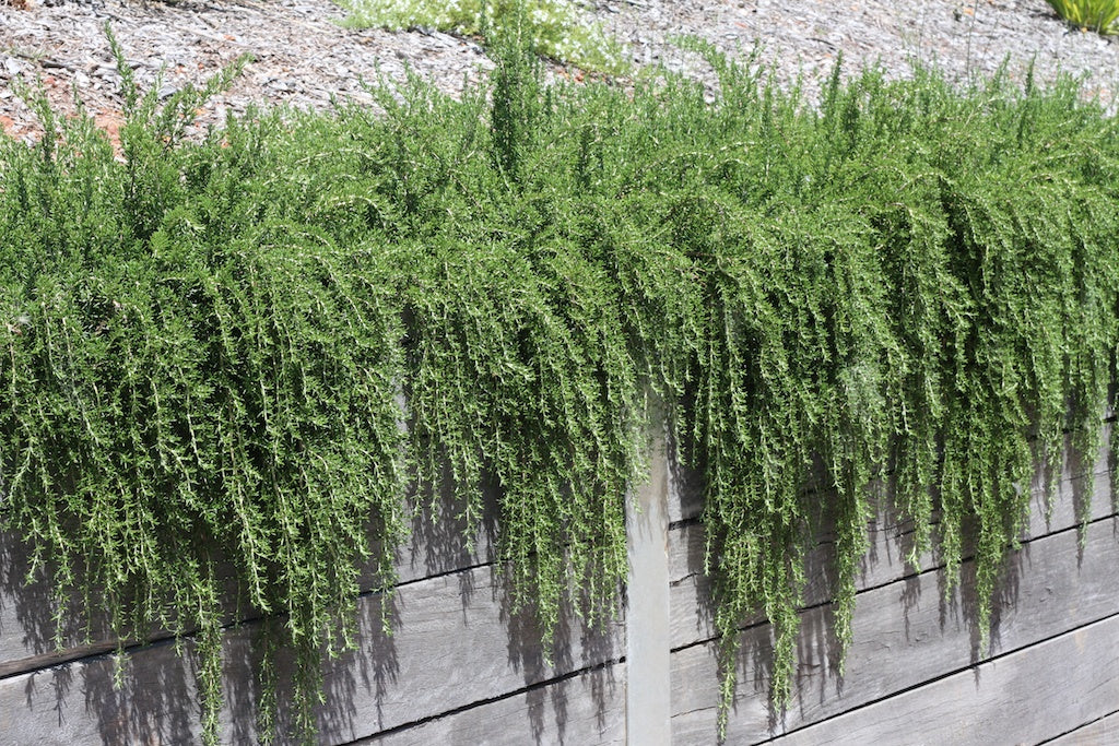 Rosemary (climber) - Live Plant in 6" to 1 gallon pot container. Also available in 5 gallon