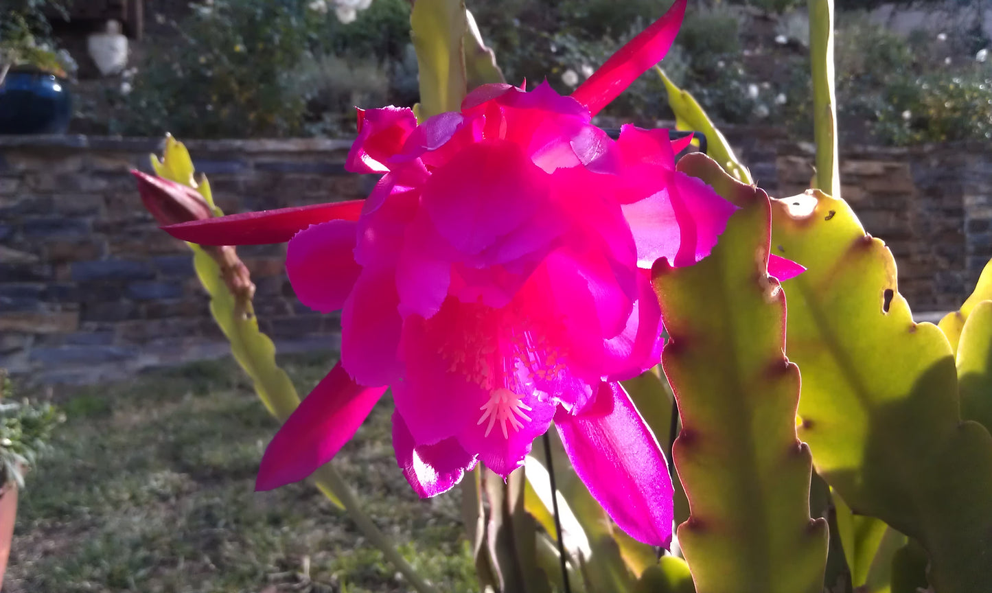 Epiphyllum Laui 6" to 1 gallon container pot live plant - 可吃昙花， 类似火龙果. Also available in 5 gallon