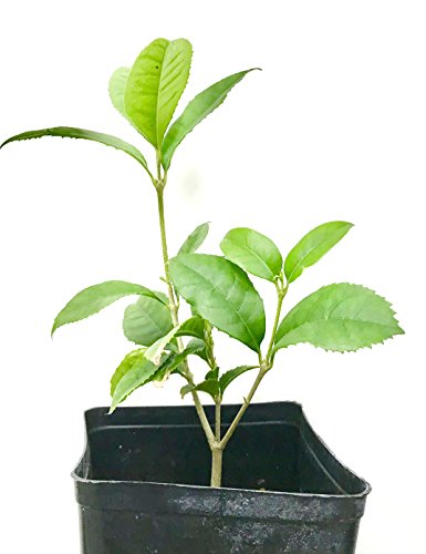 Sweet olive tree live plant,Osmanthus (4-season) 桂花, 6" to 1 gallon pot container live plant. Also available in 5 gallon