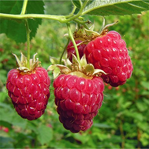 Canby Red Raspberry - Live Plant in 6" to 1 gallon container. Also available in 5 gallon