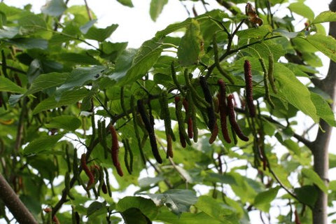 Cooke’s Pakistan Mulberry - Live Plant in 6" to 1 gallon container. Also available in 5 gallon