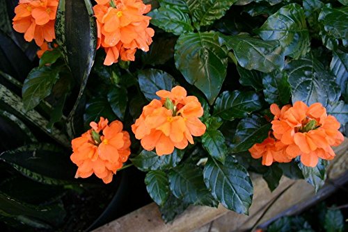 Crossandra Sundance Live Plant in 6" to 1 Gallon Pot Container, Indoor and Outdoor Plant. Also available 5 gallon
