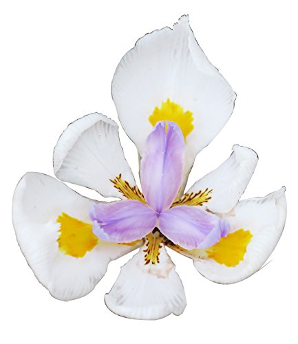 Iris (white) - 6" to 1 gallon container pot live plant. Also available in 5 gallon