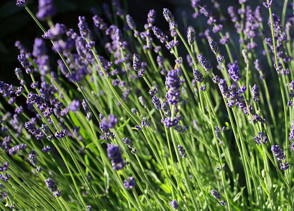 Lavender 6" to 1 Gallon Pot Container Live Plant. Also available in 5 gallon