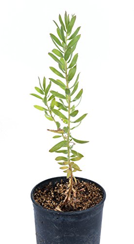Led. Pisa - Protea Live Plant in 6" to 1 gallon container. Also available in 5 gallon