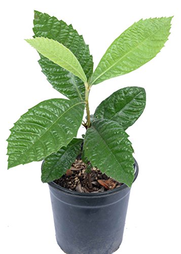 Loquat (Eriobotrya japonica) (red) - Live Plant in 6" to 1 gallon container. Also available in 5 gallon