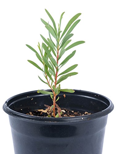 P. Obtusifolia - Protea Live Plant in 6" to 1 gallon container. Also available in 5 gallon