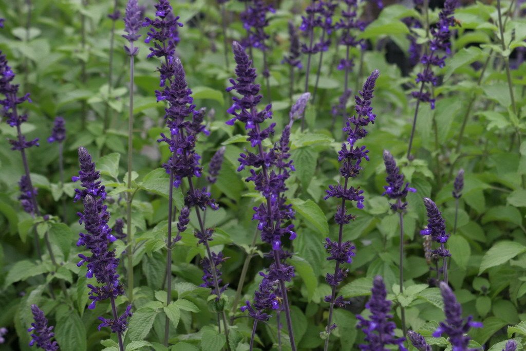 Salvia Mystic Spires Blue Sage Live Plant in a 6" to 1 Gallon Pot Container. Also available 5 gallon