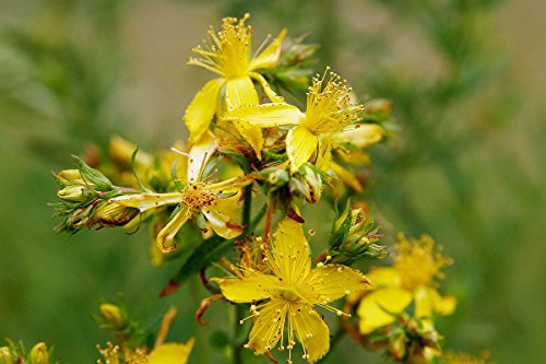 St. John's Wort (Hypericum perforatum) 6" to 1 gallon pot container live plant. Also available in 5 gallon