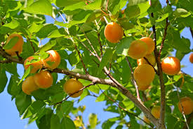Apricot (Prunus armeniaca) 6" to 1 gallon container pot live plant. Also available in 5 gallon