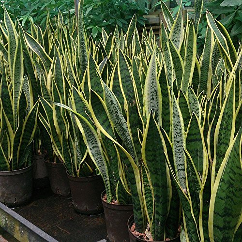 Snake Plant (Sansevieria trifasciata 'Laurentii'), 6" to 1 gallon pot container live plant, 虎尾兰.  Also available in 5 gallon
