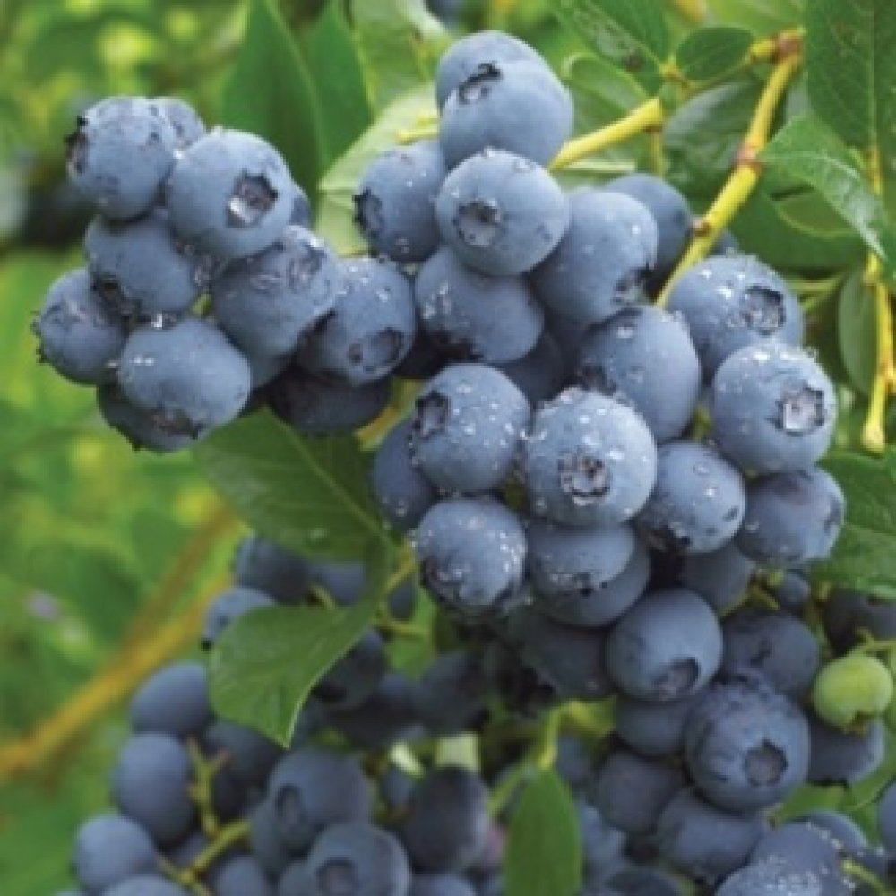 Duke blueberry 6" to 1 gallon container live plant. Also available in 5 gallon