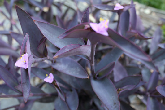 setcreasea purpurea Purple Heart 紫锦草 Live Plant in a 6" to 1 Gallon Container. Also available in 5 gallon