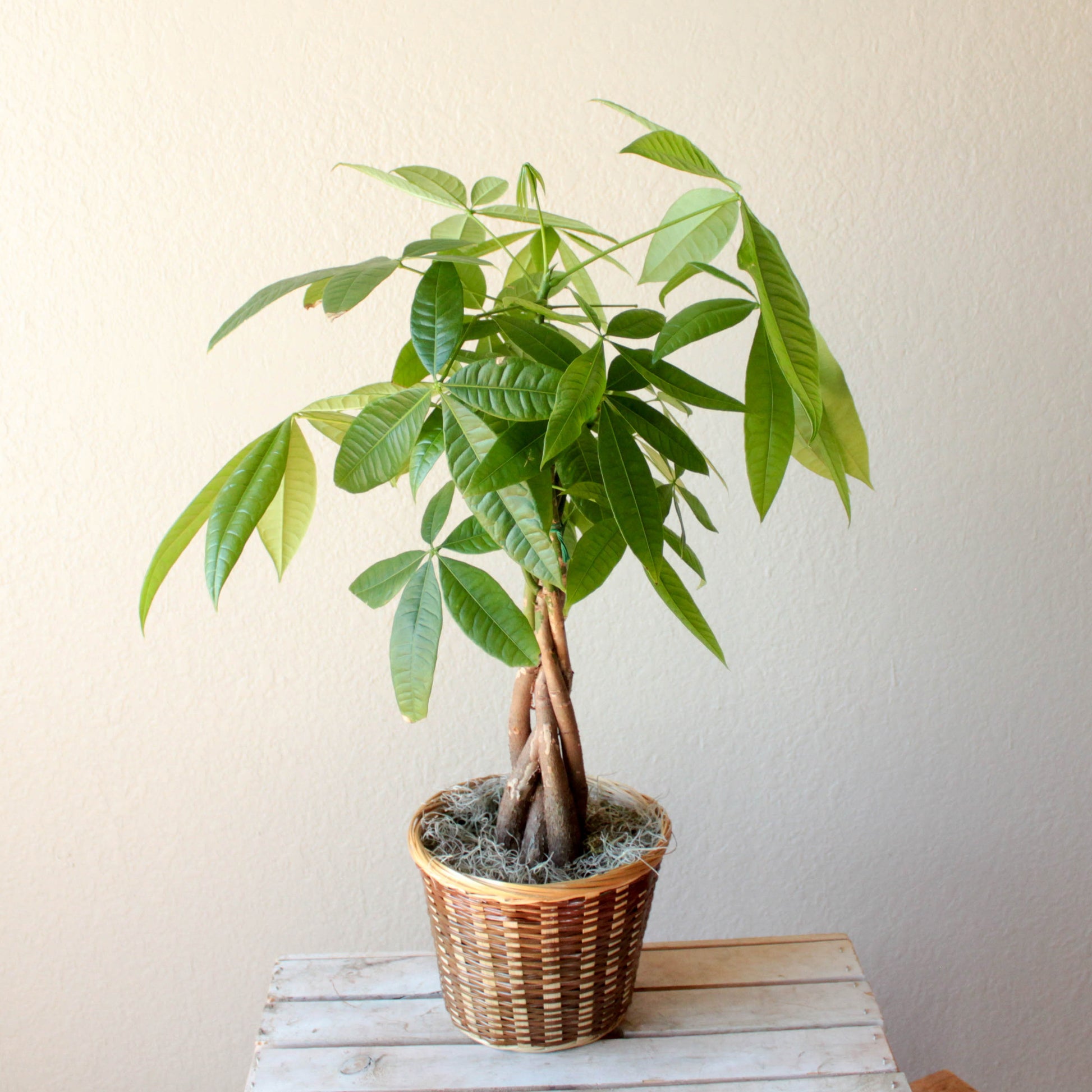 money tree llc Money Tree (Pachira aquatica) Live Plant in a 6" to 1 Gallon Pot Container