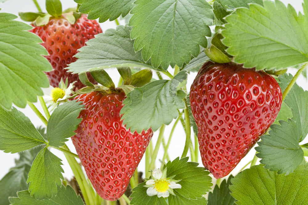 Seascape Strawberry Live plant in 6" to 1 gallon pot container. Also available in 5 gallon