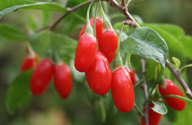 Wolfberry (Goji berry) 枸杞 6" to 1 gallon pot container live plant. Also available in 5 gallon