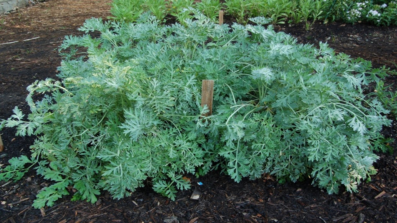 Wormwood (Artemisia Absinthium) 6" to 1 Gallon Container Pot Live Plant - 艾草 - Drought Tolerant, Native, Herbal Plant. Also available in 5 gallon
